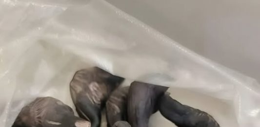 Strani susjedi su mi dali ovo i poželjeli mi „prijatno“, ali bilo je nešto tvrdo i uopće nije ličilo na hranu, više kao jaje.