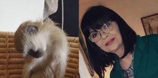 Nada Obrić živela sa majmunom, hranila ga, sa sobom vodila: Nije ni slutila šta će je te večeri snaći u podrumu – igrala se sa đav0lom, koštao je života