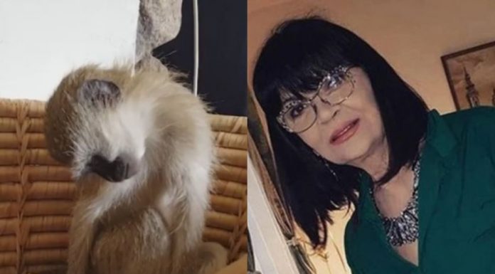 Nada Obrić živela sa majmunom, hranila ga, sa sobom vodila: Nije ni slutila šta će je te večeri snaći u podrumu – igrala se sa đav0lom, koštao je života