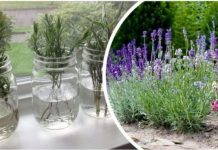 Ovako razmnožavam lavandu i naše dvorište je postalo oaza mira i mirisa: MOŽETE JE I VI, VRLO JE JEDNOSTAVNO! Ovako razmnožavam lavandu i naše dvorište je postalo oaza mira i mirisa: MOŽETE JE I VI, VRLO JE JEDNOSTAVNO! - featured image