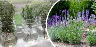 Ovako razmnožavam lavandu i naše dvorište je postalo oaza mira i mirisa: MOŽETE JE I VI, VRLO JE JEDNOSTAVNO! Ovako razmnožavam lavandu i naše dvorište je postalo oaza mira i mirisa: MOŽETE JE I VI, VRLO JE JEDNOSTAVNO! - featured image