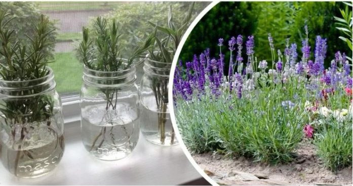 Ovako razmnožavam lavandu i naše dvorište je postalo oaza mira i mirisa: MOŽETE JE I VI, VRLO JE JEDNOSTAVNO! - featured image