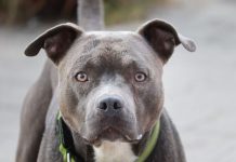 Nije slučajno: Šta vam pas želi poručiti kada vam stavi glavu u krilo?