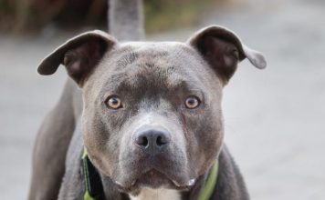 Nije slučajno: Šta vam pas želi poručiti kada vam stavi glavu u krilo?