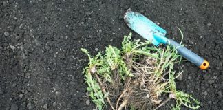 Nema više čupanje korova: Na proljeće samo pospite 1 namirnicu po njemu i biće trajno uništen