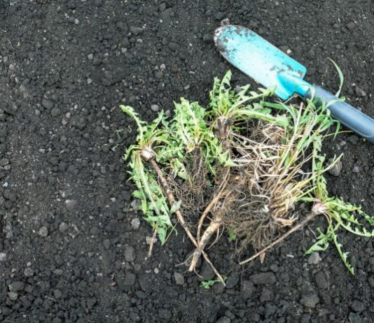 Nema više čupanje korova: Na proljeće samo pospite 1 namirnicu po njemu i biće trajno uništen