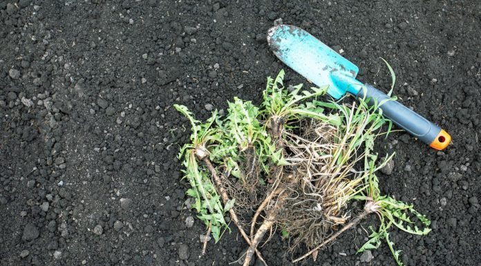 Nema više čupanje korova: Na proljeće samo pospite 1 namirnicu po njemu i biće trajno uništen