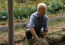 20 godina ne okopava i ne đubri baštu, a iz leja izvadi do 2 tone krompira, more paradajza i paprika: Način sadnje obožavaju lenji baštovani i pravi je hit