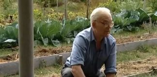 20 godina ne okopava i ne đubri baštu, a iz leja izvadi do 2 tone krompira, more paradajza i paprika: Način sadnje obožavaju lenji baštovani i pravi je hit