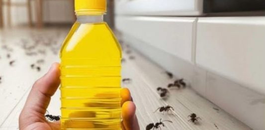 RIJEŠITE SE MRAVA ZA SAMO 4 MINUTE: Pogledajte trik koji djeluje odmah! 🐜🔥