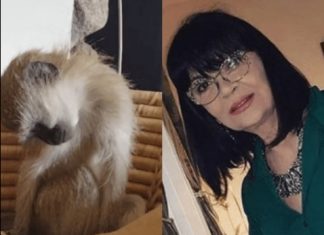 Nada Obrić živela sa majmunom, hranila ga, sa sobom vodila: Nije ni slutila šta će je te večeri snaći u podrumu