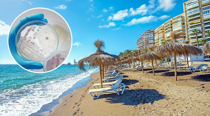 OPASNOST VREBA U MORU KOJE OBOŽAVAJU TURISTI: Bakterija koja može izazvati sepsu širi se evropskim plažama, stručnjaci izdali ozbiljno upozorenje