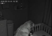 Novi roditelji su primetili da njihov pas svake noći sedi pored kreveca, ne mrdajući — pa su odlučili da postave kameru 😱😱