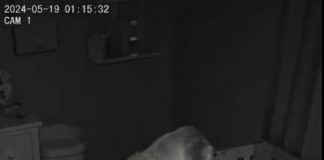 Novi roditelji su primetili da njihov pas svake noći sedi pored kreveca, ne mrdajući — pa su odlučili da postave kameru 😱😱
