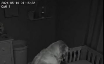 Novi roditelji su primetili da njihov pas svake noći sedi pored kreveca, ne mrdajući — pa su odlučili da postave kameru 😱😱