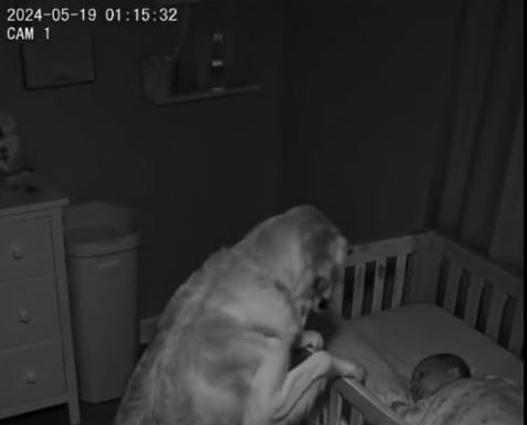 Novi roditelji su primetili da njihov pas svake noći sedi pored kreveca, ne mrdajući — pa su odlučili da postave kameru 😱😱
