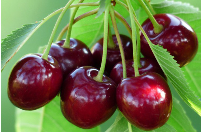 Šta će se desiti ako pojedete crvavu trešnju? Odgovor mnoge iznenadi - featured image Šta će se desiti ako pojedete crvavu trešnju? Odgovor mnoge iznenadi - featured image