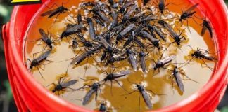 KOMARCI nestaju kao ludi uz ovaj GENIJALAN trik! 😱🦟 Bez struje, bez otrova i bez skupih preparata — metoda koja uništava milione komaraca i stvarno djeluje! KOMARCI nestaju kao ludi uz ovaj GENIJALAN trik! 😱🦟 Bez struje, bez otrova i bez skupih preparata — metoda koja uništava milione komaraca i stvarno djeluje! - featured image
