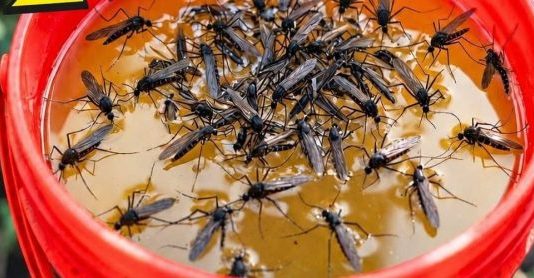 KOMARCI nestaju kao ludi uz ovaj GENIJALAN trik! 😱🦟 Bez struje, bez otrova i bez skupih preparata — metoda koja uništava milione komaraca i stvarno djeluje! KOMARCI nestaju kao ludi uz ovaj GENIJALAN trik! 😱🦟 Bez struje, bez otrova i bez skupih preparata — metoda koja uništava milione komaraca i stvarno djeluje! - featured image