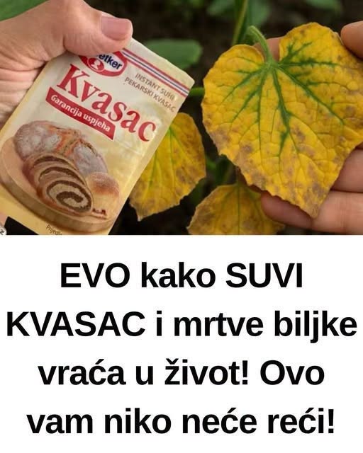 EV0 kako SUVI KVASAC i mrtve biljke vraća u život! 0vo vam niko neće reći! - featured image