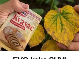 EV0 kako SUVI KVASAC i mrtve biljke vraća u život! 0vo vam niko neće reći! EV0 kako SUVI KVASAC i mrtve biljke vraća u život! 0vo vam niko neće reći! - featured image