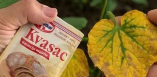 EV0 kako SUVI KVASAC i mrtve biljke vraća u život! 0vo vam niko neće reći! EV0 kako SUVI KVASAC i mrtve biljke vraća u život! 0vo vam niko neće reći! - featured image