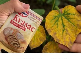 EV0 kako SUVI KVASAC i mrtve biljke vraća u život! 0vo vam niko neće reći! EV0 kako SUVI KVASAC i mrtve biljke vraća u život! 0vo vam niko neće reći! - featured image