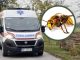 Mesto na telu na kojem je ujed stršljena najopasniji: Alergični odmah treba da popiju jedan lek, doktorka savetuje kako spasiti život Mesto na telu na kojem je ujed stršljena najopasniji: Alergični odmah treba da popiju jedan lek, doktorka savetuje kako spasiti život - featured image