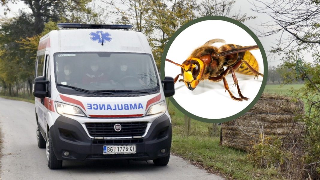 Mesto na telu na kojem je ujed stršljena najopasniji: Alergični odmah treba da popiju jedan lek, doktorka savetuje kako spasiti život - featured image Mesto na telu na kojem je ujed stršljena najopasniji: Alergični odmah treba da popiju jedan lek, doktorka savetuje kako spasiti život - featured image