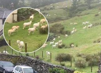SNIMALA OVCE pa primjetila nešto vrlo čudno: “Nisam mogla vjerovati svojim očima! Kako je to moguće?” SNIMALA OVCE pa primjetila nešto vrlo čudno: “Nisam mogla vjerovati svojim očima! Kako je to moguće?” - featured image