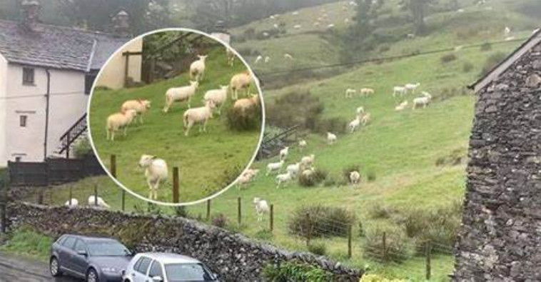 SNIMALA OVCE pa primjetila nešto vrlo čudno: “Nisam mogla vjerovati svojim očima! Kako je to moguće?” - featured image SNIMALA OVCE pa primjetila nešto vrlo čudno: “Nisam mogla vjerovati svojim očima! Kako je to moguće?” - featured image