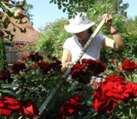 Veruje se da ova biljka donosi smrt: Nikada je ne sadite, a ako je dobijete na poklon – odmah je bacite iz kuće! - featured image