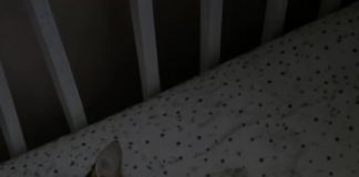 Svake noći mačka je zaspala pored dvogodišnje kćerke i stavila joj šapu na lice; Prestrašeni roditelji odlučili su da se riješe ljubimca, sve dok nije stigao pedijatar i otkrio istinu koja je sve ostavila bez teksta. 😱 😱 Svake noći mačka je zaspala pored dvogodišnje kćerke i stavila joj šapu na lice; Prestrašeni roditelji odlučili su da se riješe ljubimca, sve dok nije stigao pedijatar i otkrio istinu koja je sve ostavila bez teksta. 😱 😱 - featured image