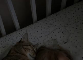 Svake noći mačka je zaspala pored dvogodišnje kćerke i stavila joj šapu na lice; Prestrašeni roditelji odlučili su da se riješe ljubimca, sve dok nije stigao pedijatar i otkrio istinu koja je sve ostavila bez teksta. 😱 😱 Svake noći mačka je zaspala pored dvogodišnje kćerke i stavila joj šapu na lice; Prestrašeni roditelji odlučili su da se riješe ljubimca, sve dok nije stigao pedijatar i otkrio istinu koja je sve ostavila bez teksta. 😱 😱 - featured image