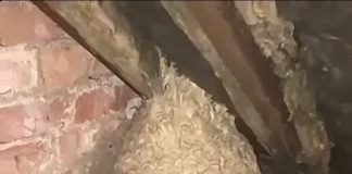 Mislio je da je pronašao gnijezdo stršljena na tavanu, ali ono što se krilo unutra potpuno ga je iznenadilo Mislio je da je pronašao gnijezdo stršljena na tavanu, ali ono što se krilo unutra potpuno ga je iznenadilo - featured image