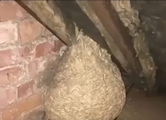 Mislio je da je pronašao gnijezdo stršljena na tavanu, ali ono što se krilo unutra potpuno ga je iznenadilo Mislio je da je pronašao gnijezdo stršljena na tavanu, ali ono što se krilo unutra potpuno ga je iznenadilo - featured image