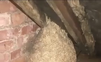 Mislio je da je pronašao gnijezdo stršljena na tavanu, ali ono što se krilo unutra potpuno ga je iznenadilo Mislio je da je pronašao gnijezdo stršljena na tavanu, ali ono što se krilo unutra potpuno ga je iznenadilo - featured image