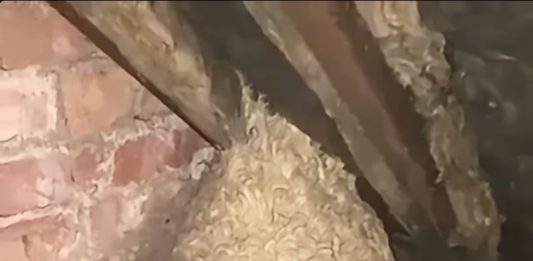 Mislio je da je pronašao gnijezdo stršljena na tavanu, ali ono što se krilo unutra potpuno ga je iznenadilo Mislio je da je pronašao gnijezdo stršljena na tavanu, ali ono što se krilo unutra potpuno ga je iznenadilo - featured image
