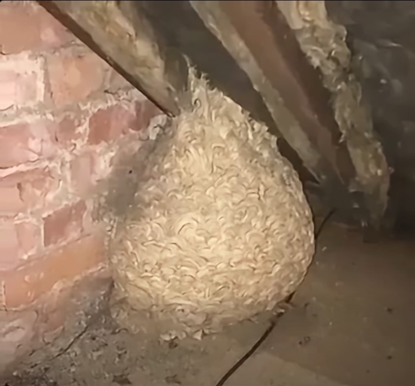 Mislio je da je pronašao gnijezdo stršljena na tavanu, ali ono što se krilo unutra potpuno ga je iznenadilo - featured image Mislio je da je pronašao gnijezdo stršljena na tavanu, ali ono što se krilo unutra potpuno ga je iznenadilo - featured image