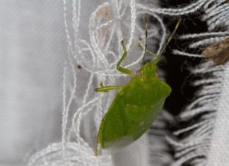 SMRDIBUBE SE UŽASNO PLAŠE JEDNE STVARI: Samo stavite ovo i BJEŽAT ĆE OD VAŠE KUĆE SMRDIBUBE SE UŽASNO PLAŠE JEDNE STVARI: Samo stavite ovo i BJEŽAT ĆE OD VAŠE KUĆE - featured image