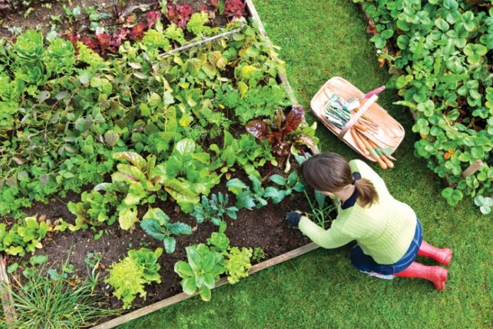 7 vrsta povrća koje gotovo nikada ne treba đubriti: Rastu uz vodu, sunce i malo brige 🌱 - featured image 7 vrsta povrća koje gotovo nikada ne treba đubriti: Rastu uz vodu, sunce i malo brige 🌱 - featured image