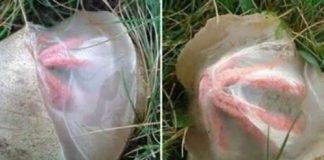 Šta se zapravo pojavilo nakon kiše u dvorištu i zašto je izgledalo toliko neobično Šta se zapravo pojavilo nakon kiše u dvorištu i zašto je izgledalo toliko neobično - featured image