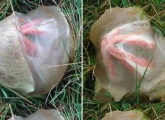 Šta se zapravo pojavilo nakon kiše u dvorištu i zašto je izgledalo toliko neobično Šta se zapravo pojavilo nakon kiše u dvorištu i zašto je izgledalo toliko neobično - featured image