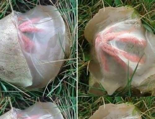 Šta se zapravo pojavilo nakon kiše u dvorištu i zašto je izgledalo toliko neobično Šta se zapravo pojavilo nakon kiše u dvorištu i zašto je izgledalo toliko neobično - featured image