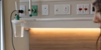 Bolesni šejh je nastavio da otpušta medicinske sestre koje su trebale da brinu o njegovom zdravlju, sve dok jednog dana jednostavna mlada žena nije ušla u njegovu bolničku sobu i uradila nešto što ga je ostavilo bez teksta prvi put nakon veoma dugo vremena. 😱 😱 Bolesni šejh je nastavio da otpušta medicinske sestre koje su trebale da brinu o njegovom zdravlju, sve dok jednog dana jednostavna mlada žena nije ušla u njegovu bolničku sobu i uradila nešto što ga je ostavilo bez teksta prvi put nakon veoma dugo vremena. 😱 😱 - featured image