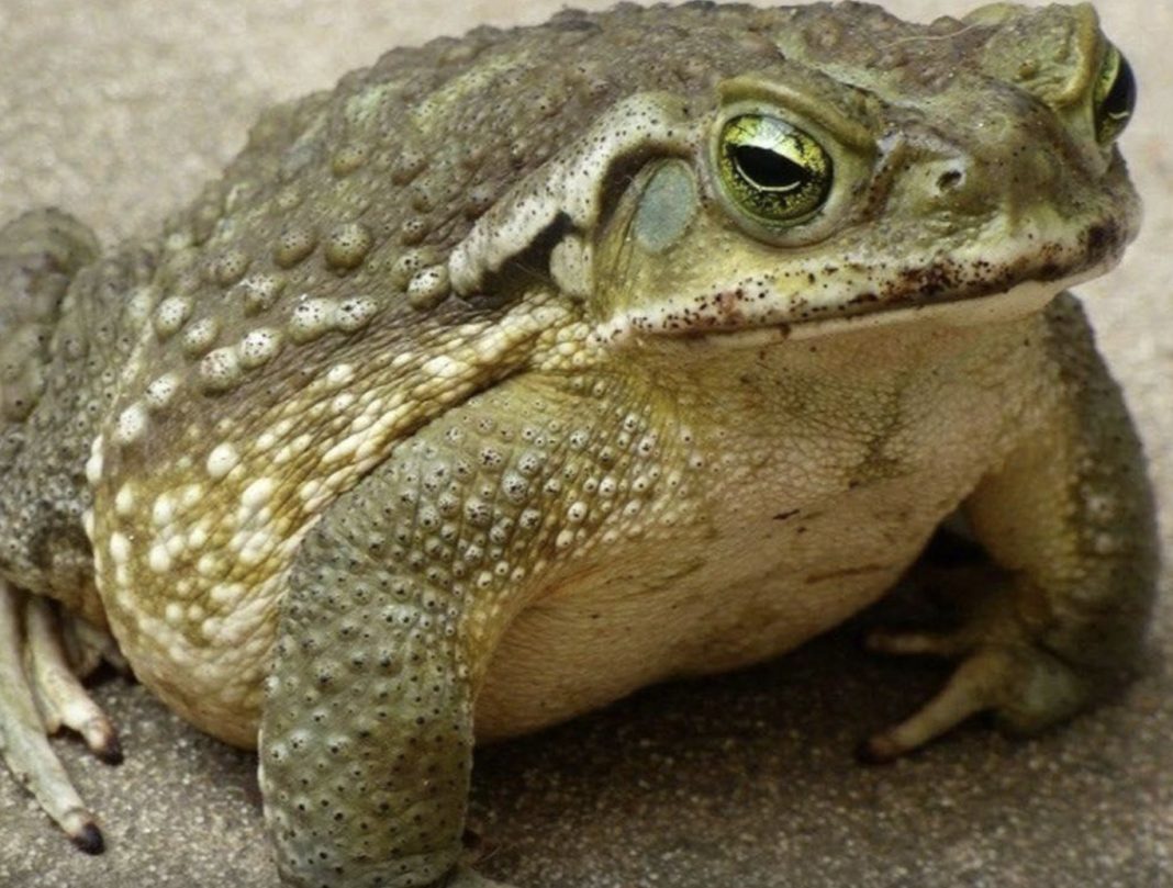 Jeste li znali da žabe krastače dolaze u vašu kuću kada. - featured image Jeste li znali da žabe krastače dolaze u vašu kuću kada. - featured image