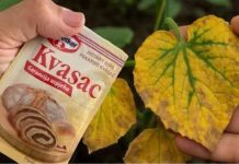 EV0 kako SUVI KVASAC i mrtve biljke vraća u život! 0vo vam niko neće reći! EV0 kako SUVI KVASAC i mrtve biljke vraća u život! 0vo vam niko neće reći! - featured image