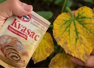 EV0 kako SUVI KVASAC i mrtve biljke vraća u život! 0vo vam niko neće reći! EV0 kako SUVI KVASAC i mrtve biljke vraća u život! 0vo vam niko neće reći! - featured image