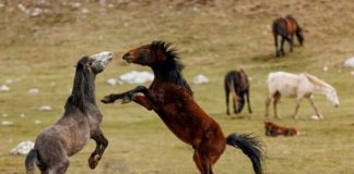 Šta vas izdvaja od ostalih?Odaberite jednog konja sa slike i otkrit ćete po čemu vas drugi ljudi pamte Šta vas izdvaja od ostalih?Odaberite jednog konja sa slike i otkrit ćete po čemu vas drugi ljudi pamte - featured image