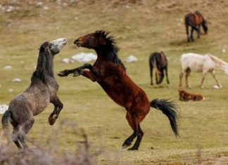 Šta vas izdvaja od ostalih?Odaberite jednog konja sa slike i otkrit ćete po čemu vas drugi ljudi pamte Šta vas izdvaja od ostalih?Odaberite jednog konja sa slike i otkrit ćete po čemu vas drugi ljudi pamte - featured image